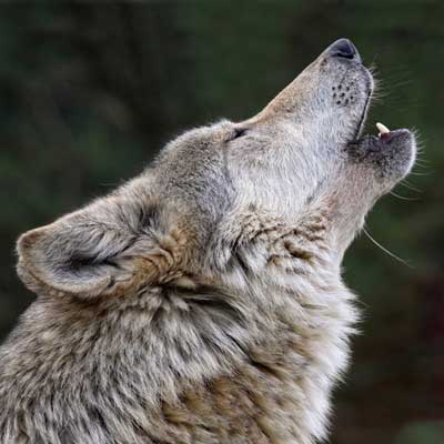 hike and howl at a wolf preserve