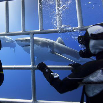 Cage Diving with Great White Sharks
