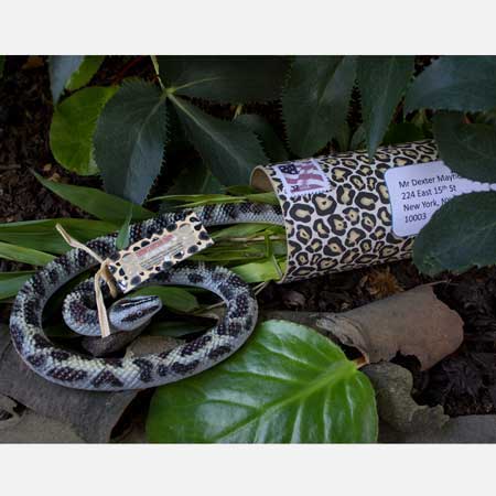 snake invitation
