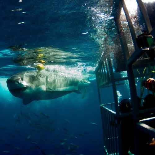 Cage Diving with Great White Sharks