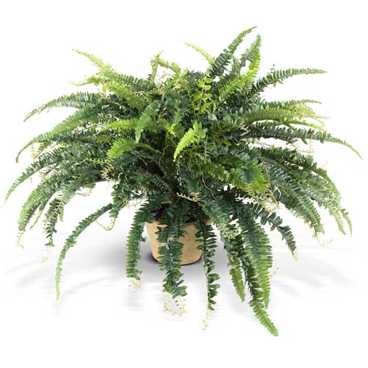 potted fern
